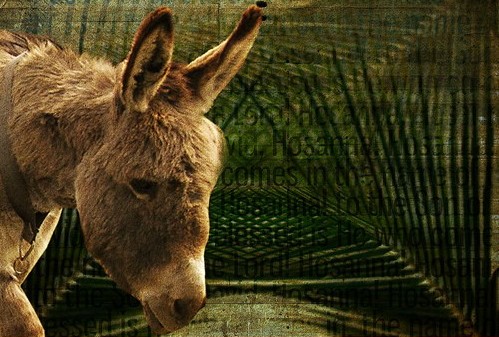 donkey
